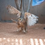 article image - Utah Owl Recovery